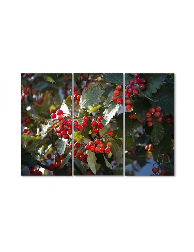 Картина модульная Рябина в солнечном свете 3 модуля 50x75 см