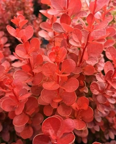 Саженец барбариса Тунберга Vulcano Р9 (1904330493) - фото 2 Саженец барбариса Тунберга Vulcano Р9 (1904330493) - фото 2