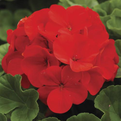 Семена цветов Syngenta Пеларгония Ringo 2000 F1 Deep Scarlet 50 шт. (BN01675-3)