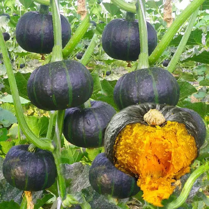 Семена Тыква Мини Бейбей Зеленая Сладкий каштан F1 5 шт. Семена Тыква Мини Бейбей Зеленая Сладкий каштан F1 5 шт.