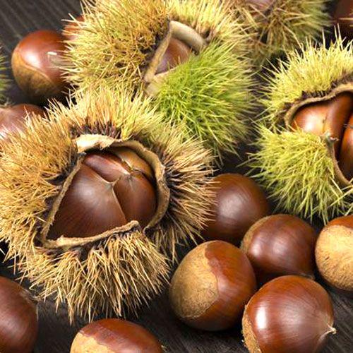 Каштан съедобный Castanea sativa 1 шт. (38277764)