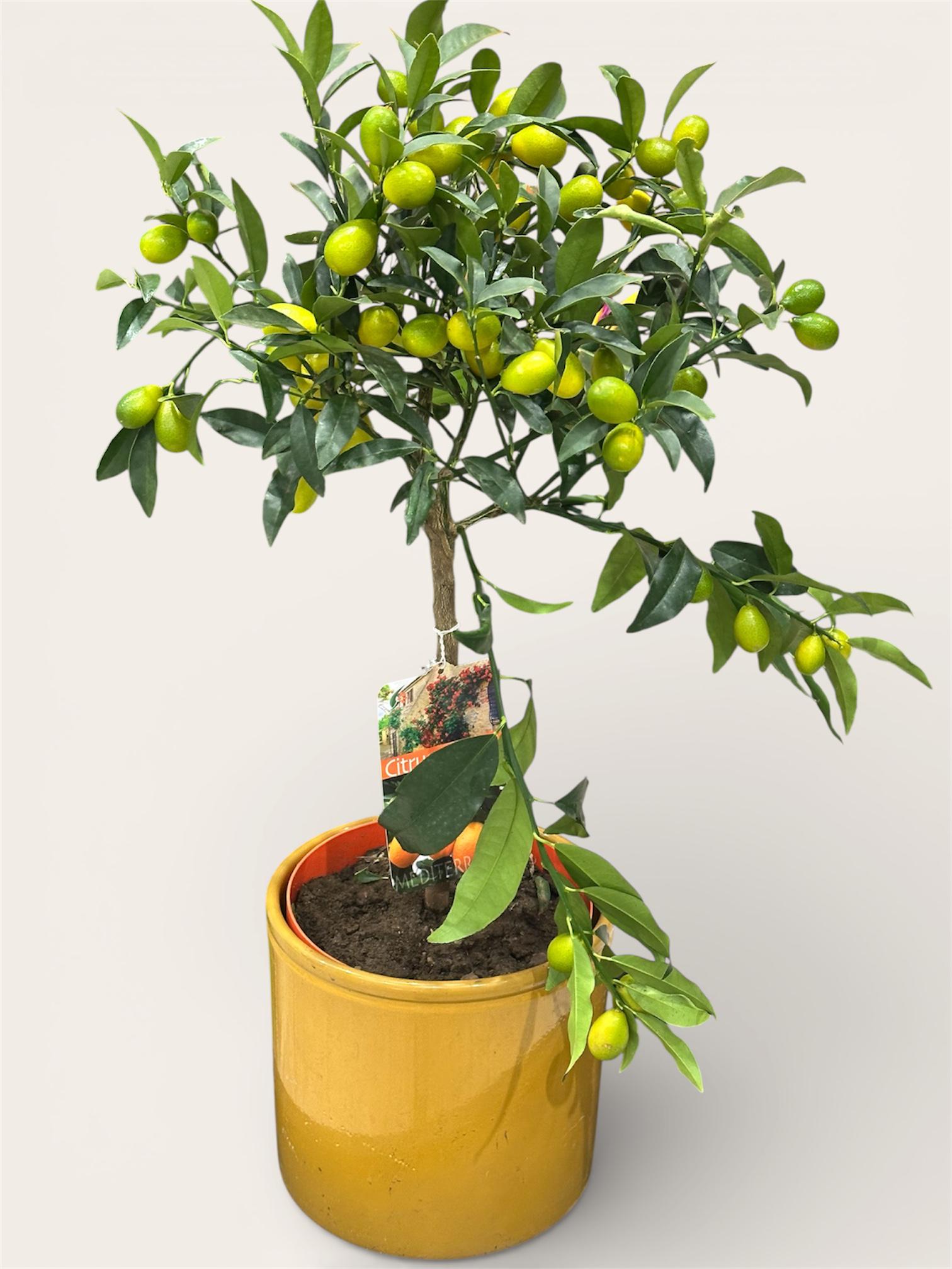 Цитрусове дерево Кумкват 70 см (32156684) Цитрусове дерево Кумкват 70 см (32156684)