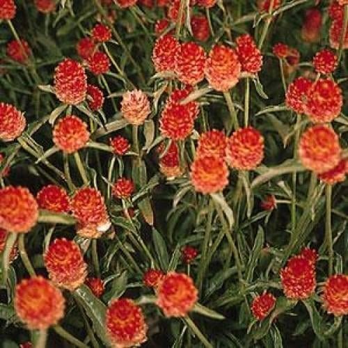 Семена цветов Гомфрена QIS ORANGE Kieft Seed 1000 шт. (BN04292)