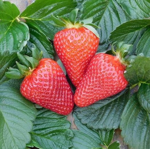 Саженец клубники Cantus ремонтантная сочная (1896509369) - фото 2