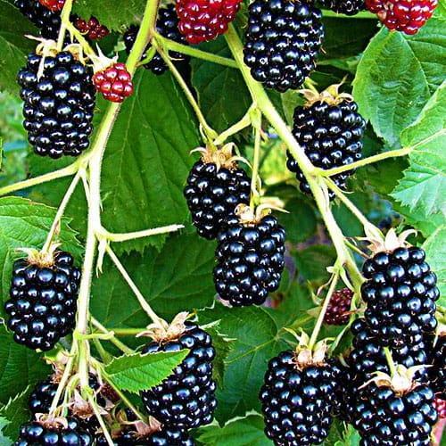 Саджанець Ожина ремонтантна Прайм Джим Prime Jim (46037)