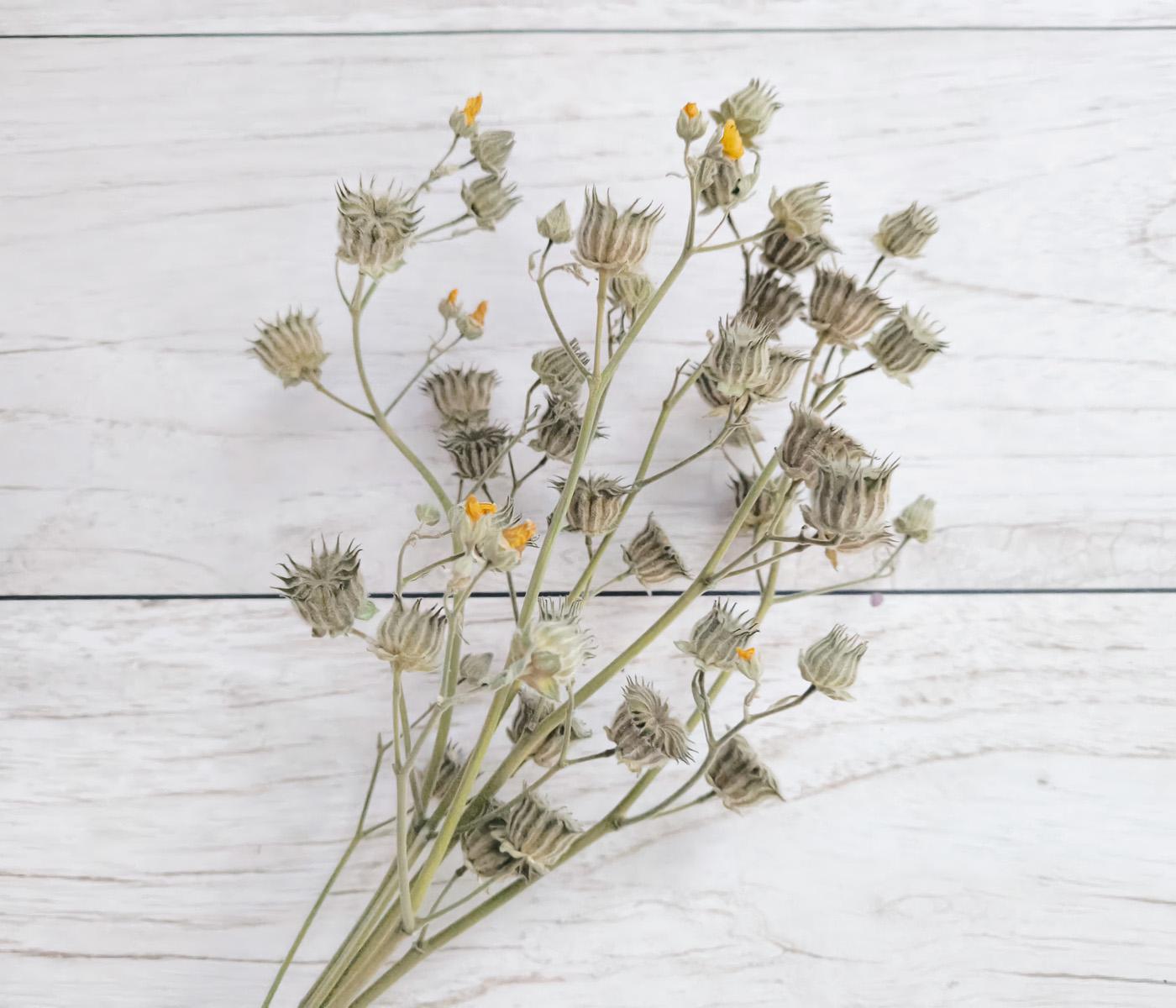 Сухоцвет ветки канатника 4-5 шт.