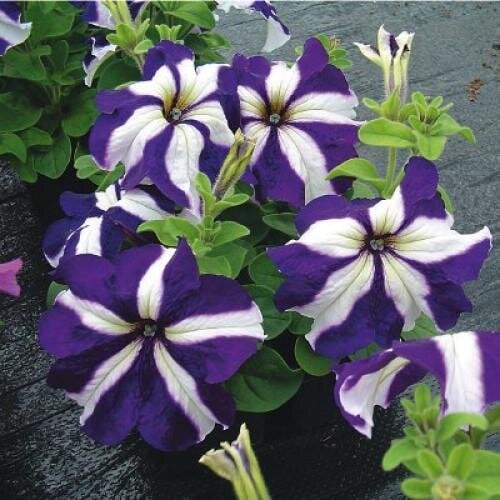 Семена цветов Петуния крупноцветковая Tango blue star Hem Genetics 1000 шт. (BN09408)