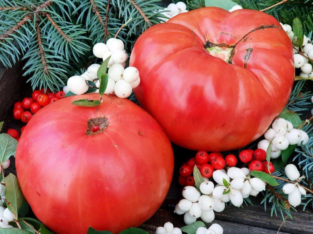 Семена томата Дар Заволжья 20 шт. (38297228)