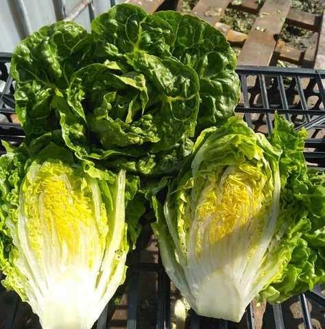 Семена Салат Ксарома ТД Гекса-Украина 01-26-131 1000 шт. (IR01578)