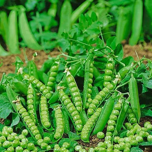 Семена Горох Florium Альфа овочевий (15870)