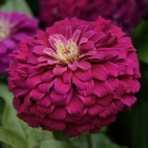 Семена цветов PanAmerican Циния Zesty F1 45-60 см Ø 8-13 см 5 шт. Purple (BN10111-4)