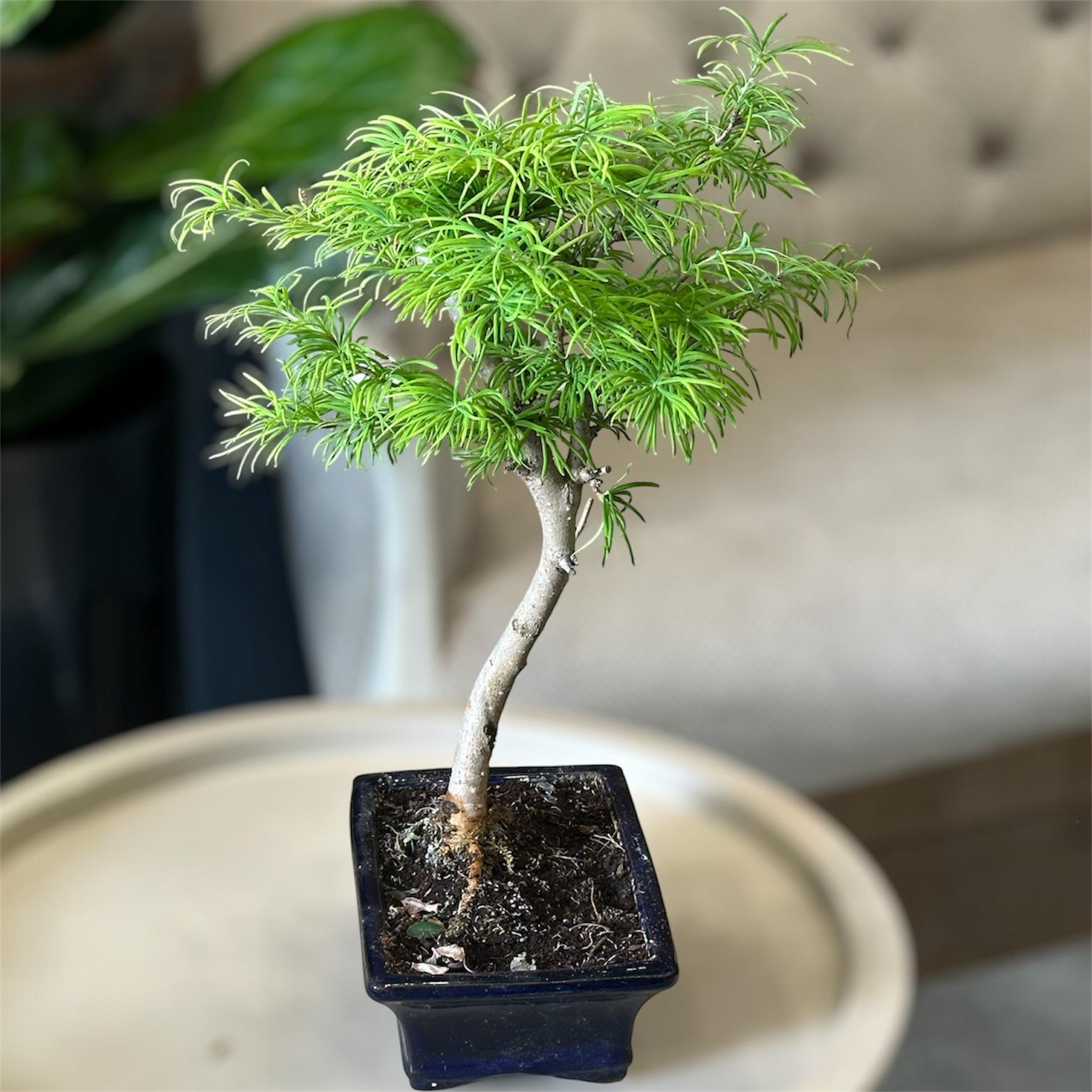 Бонсай Метасеквойя (Metasequoia glyptostroboides 40 см (35711964)