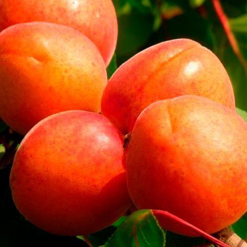 Сажанец Абрикос Цунами летний сорт ранний срок созревания (39876)
