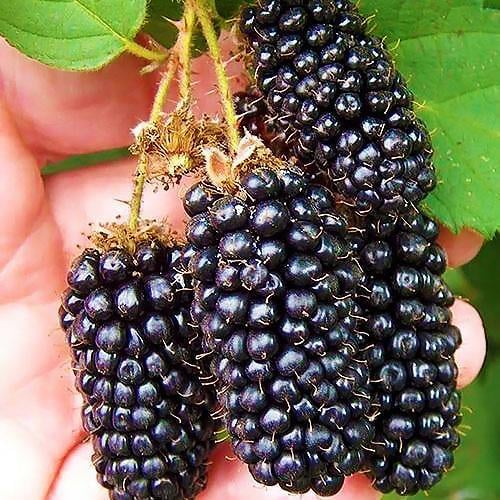 Саджанець Ожина рання великоплідна Карака Блек Karaka Black (24082)