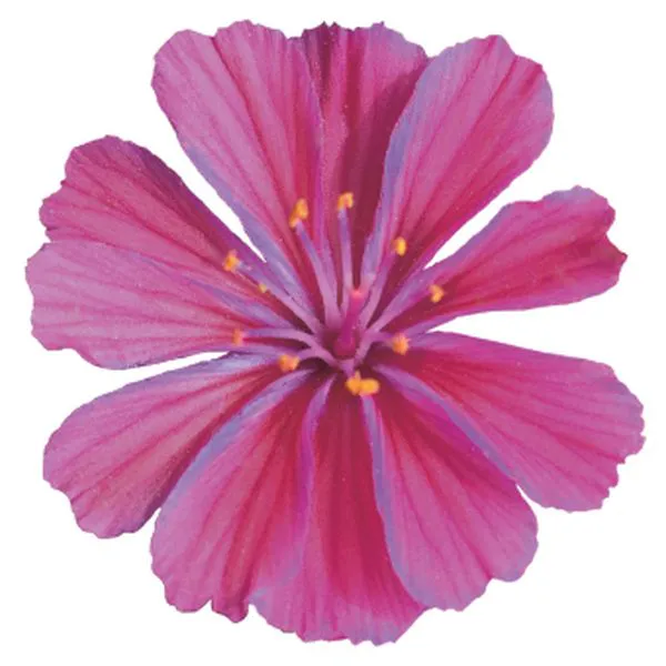 Семена цветов Левизия Elise Ultra Violet Benary 25 шт. (BN10713-3)
