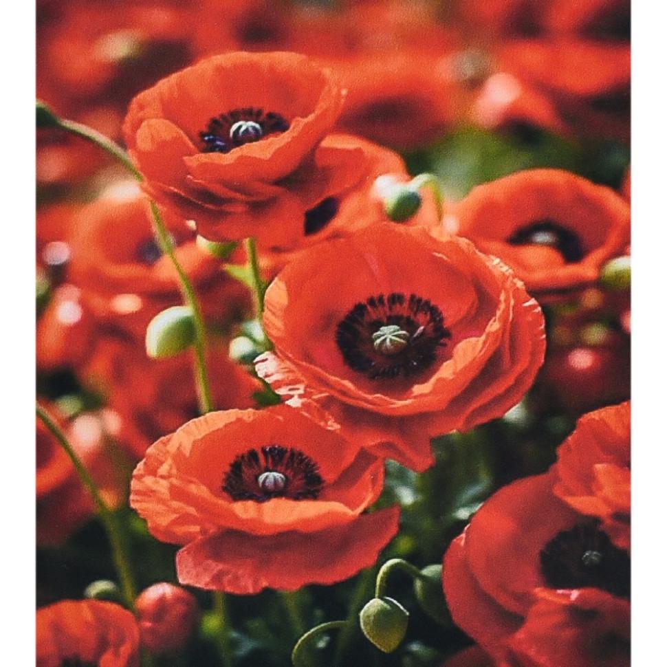 Алмазна мозаїка Strateg Чарівність червоних маків HEG88136 30х40 см (RLT49837)