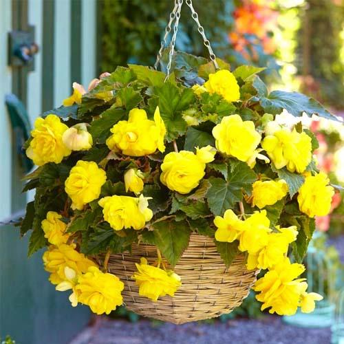 Бегонія Florium Pendula Cascade Yellow (3377)