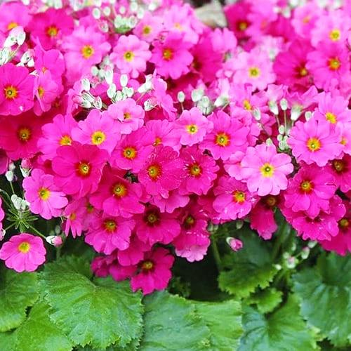 Семена Примула Florium Малакоидес лососевая (6056) - фото 2