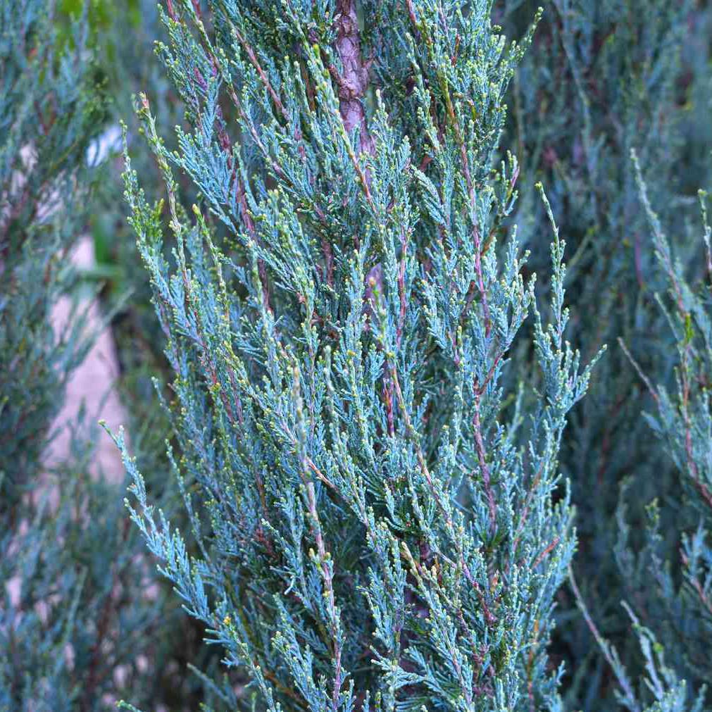 Саджанець ялівцю скельного Juniperus scopulorum Skyrocket Р9 (645167742) - фото 2 Саджанець ялівцю скельного Juniperus scopulorum Skyrocket Р9 (645167742) - фото 2