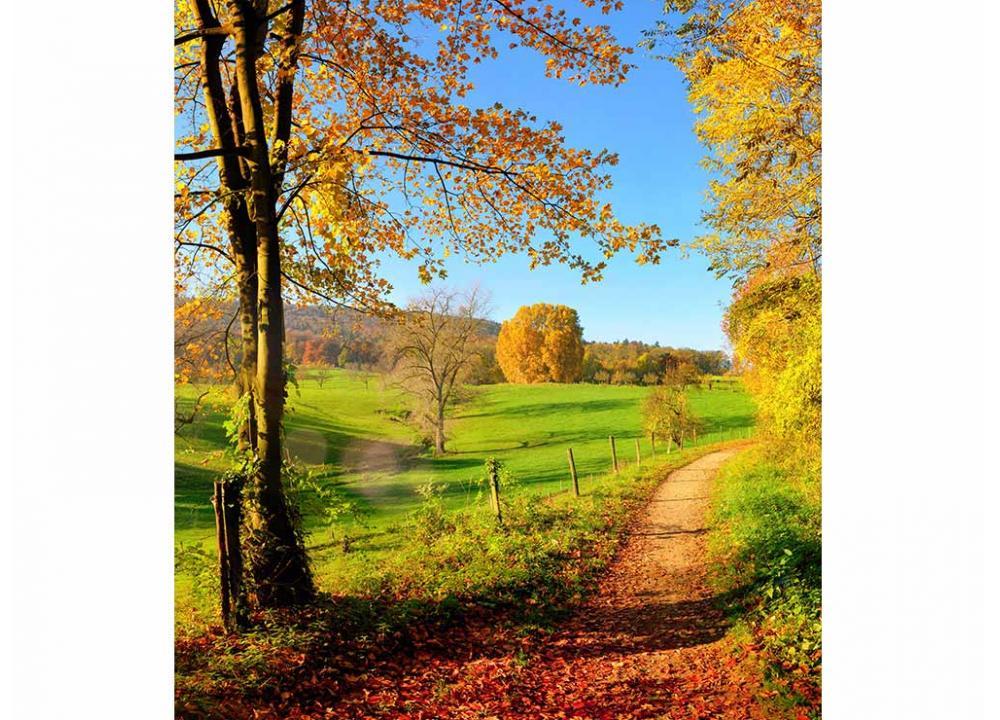 Фотообои флизелиновые 3D Природа 225х250 см DIMEX Дорога в лесу (MS-3-0066) Фотообои флизелиновые 3D Природа 225х250 см DIMEX Дорога в лесу (MS-3-0066)