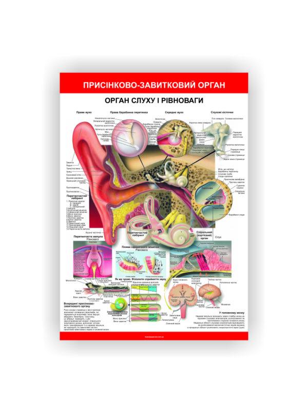Плакат Vivay Орган слуха и равновесия 30х40 см (25738120)