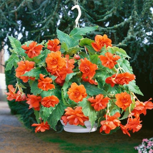 Бегония Florium Pendula Cascade Orange (4572) Бегония Florium Pendula Cascade Orange (4572)