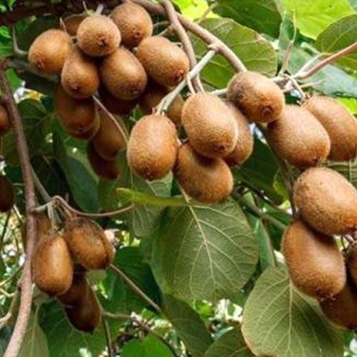 Сажанец Киви Хейворд самый известный и распространенный в мире сорт (23606)