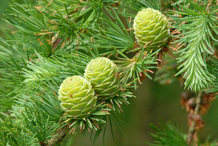 Саженец Лиственница европейская Larix decidua 1 шт.