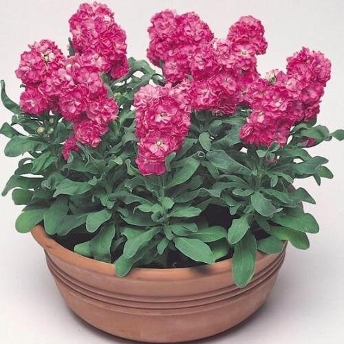 Семена цветов Левкой низкий Cinderella Hot Pink Takii 50 шт. (BN08895-3)