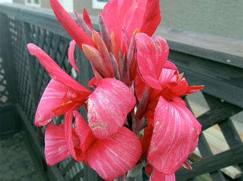 Канна Багряная Красота Crimson Beauty 1 шт. (38283195)