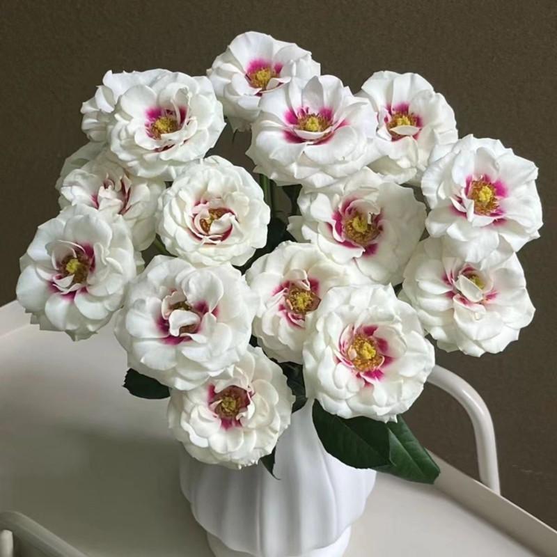 Роза Bridesidе Спрей (2669455726) Роза Bridesidе Спрей (2669455726)