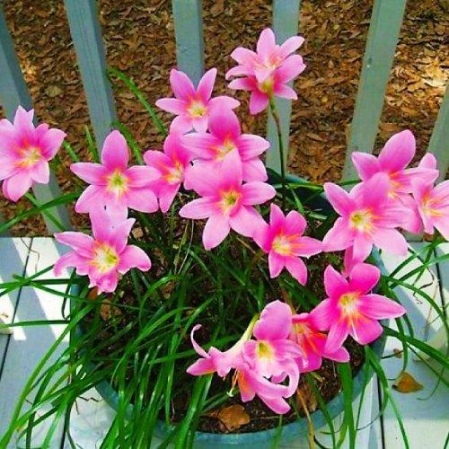Габрантус Florium Robustus (7934) - фото 3