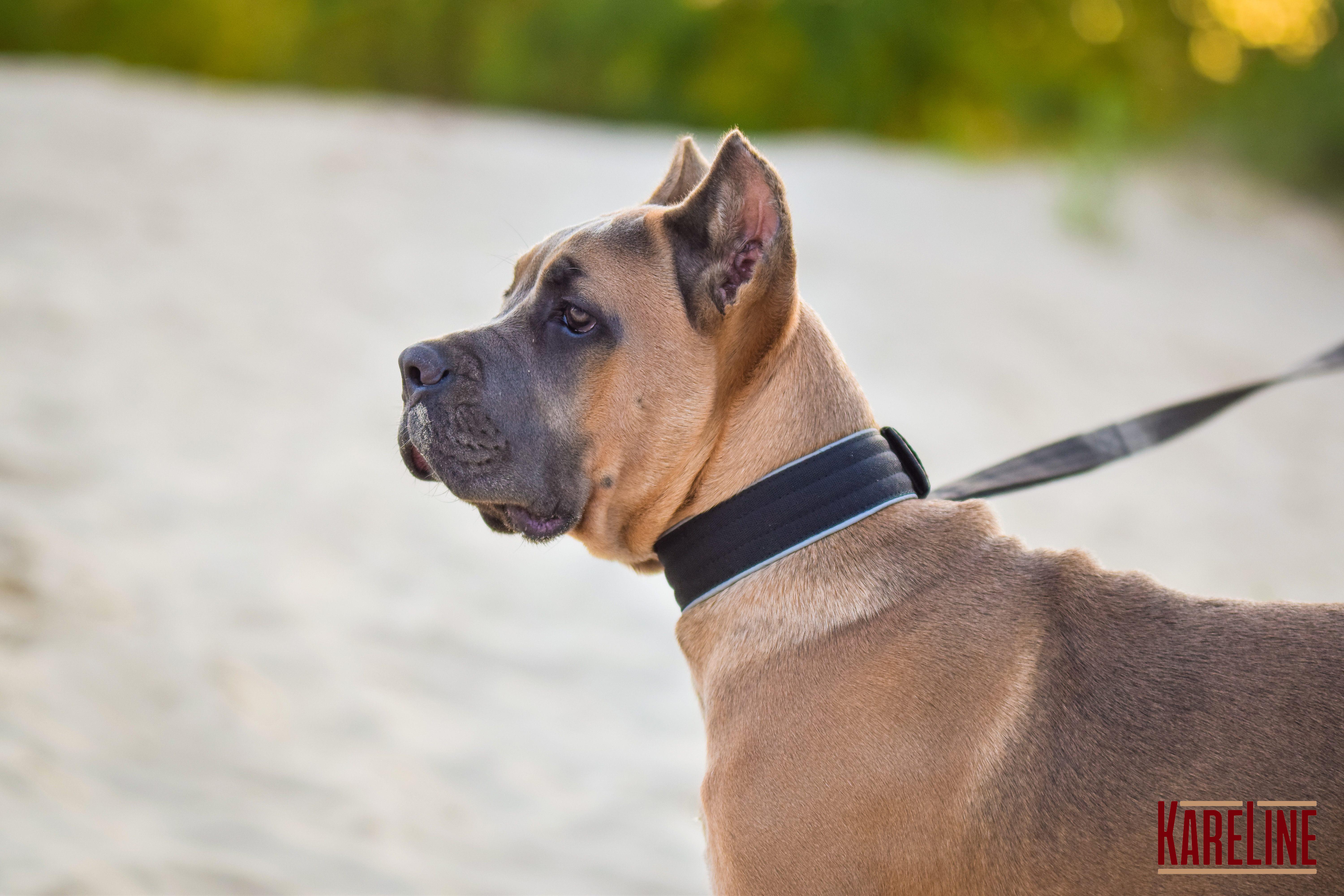 Ошейник KareLine усиленный нейлоновый со светоотражающим кантом 48 мм 550-640 мм Черный (0957/1) - фото 2 Ошейник KareLine усиленный нейлоновый со светоотражающим кантом 48 мм 550-640 мм Черный (0957/1) - фото 2