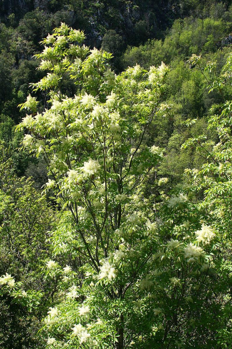 Насіння Ясен білоквітковий Fraxinus ornus білий манний або мановий 20 шт. - фото 3