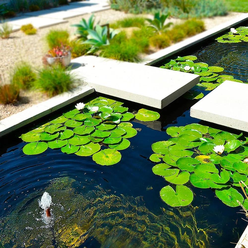 Лотос Горіховий Люцзян мікс квітів насіння 3 шт. (2600106573) - фото 8 Лотос Горіховий Люцзян мікс квітів насіння 3 шт. (2600106573) - фото 8