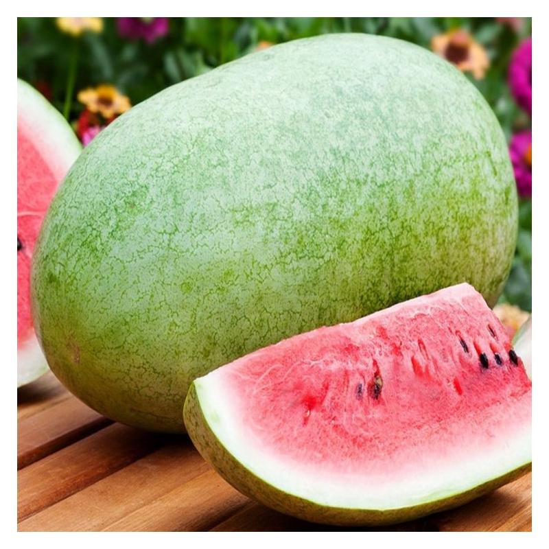 Насіння Кавун Kitano Seeds BANIR KS 1819 F1 1 000 шт. (2289592949.5)