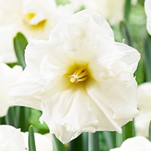 Нарцисс Florium Сolblanc (15152)