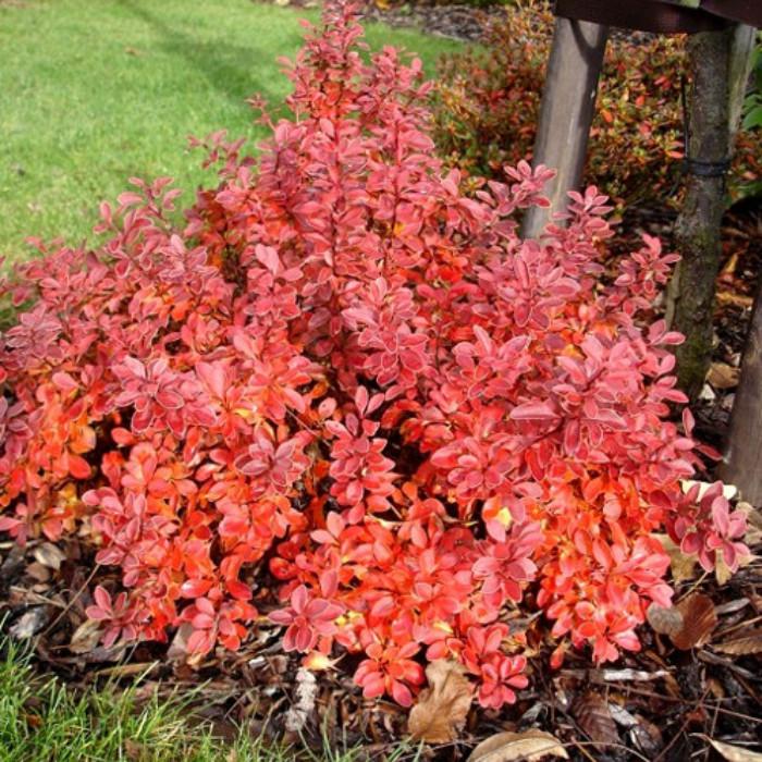 Саженец барбариса Тунберга Admiration С1 (1920843824) - фото 3 Саженец барбариса Тунберга Admiration С1 (1920843824) - фото 3