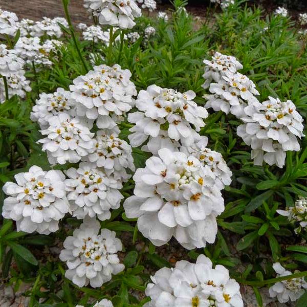 Иберис вечнозеленый iberis sempervirens 3 шт. (38287939)