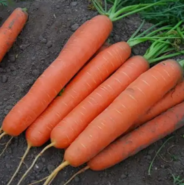 Насіння Морква Narbonne F1 ТД Гекса-Україна 100 000 шт. 2,2-2,4 мм 01-17-119 (IR01013) Насіння Морква Narbonne F1 ТД Гекса-Україна 100 000 шт. 2,2-2,4 мм 01-17-119 (IR01013)