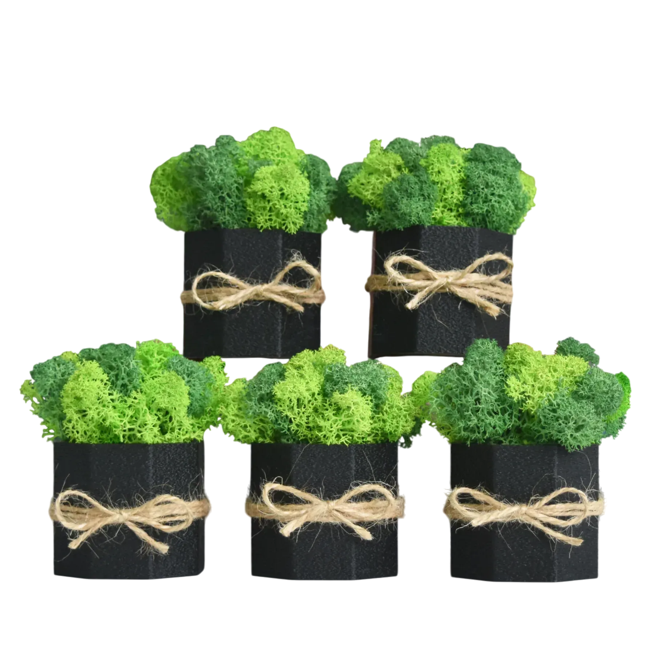 Набор кашпо Jungle со стабилизированным мхом Ягель 5 шт. Черный/Зеленый/Салатовый (NA-C-2)