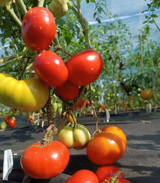 Семена Томат Гном Махагони Красное Дерево 250 г 10 шт. урожайный/мясистый/экзотический/без пасынкования/насыщенный сладкий вкус