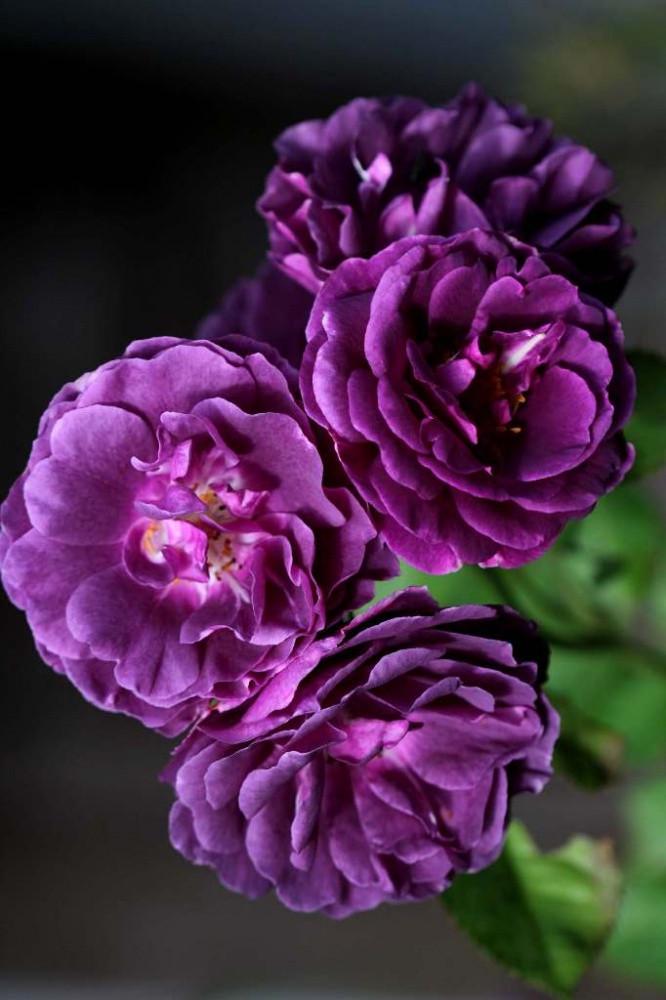 Троянда Minerva Флорібунда жовтень 2025 (2669458492) - фото 2