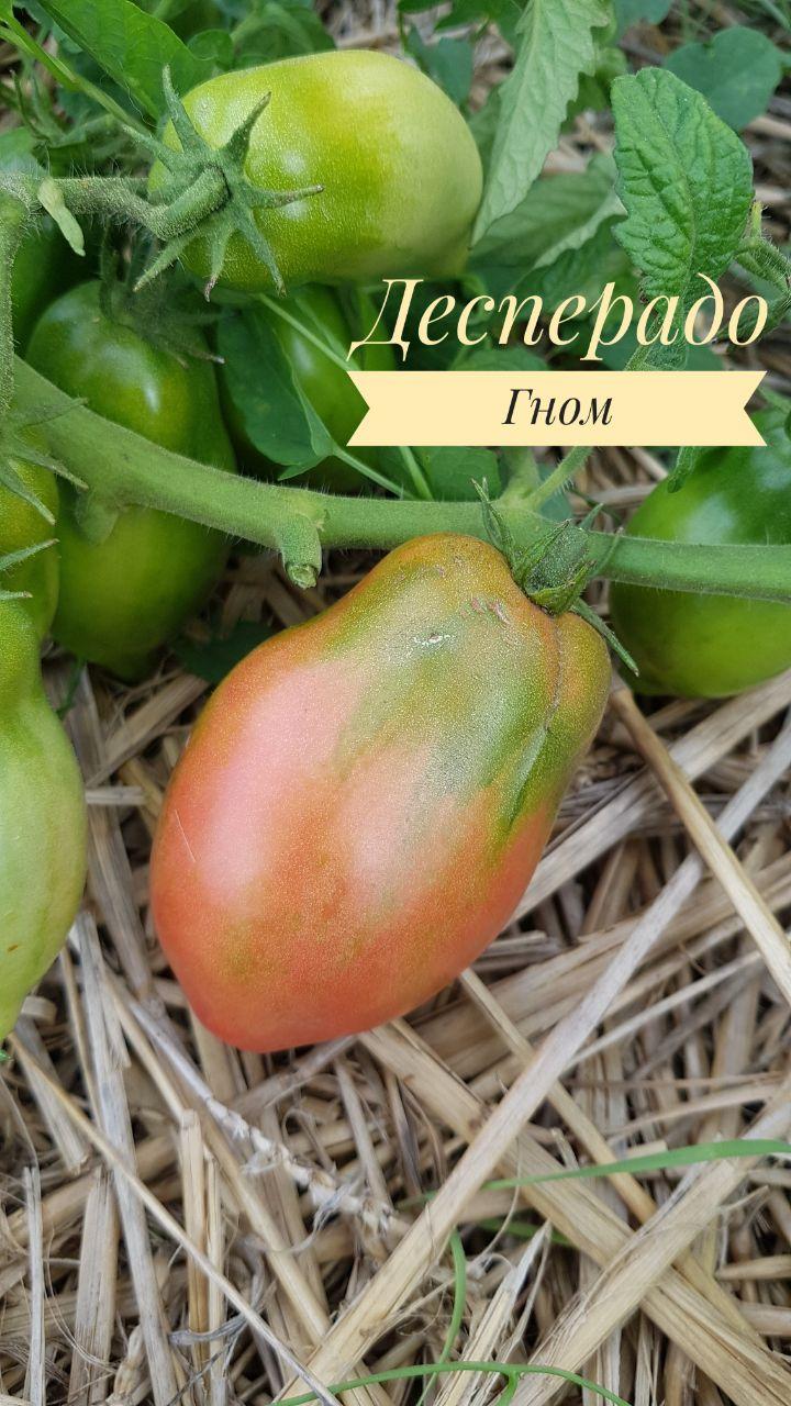 Семена помидоров Гном Десперадо/Dwarf Desperado без ГМО фермерские низкорослые 30 шт. (2852470096)