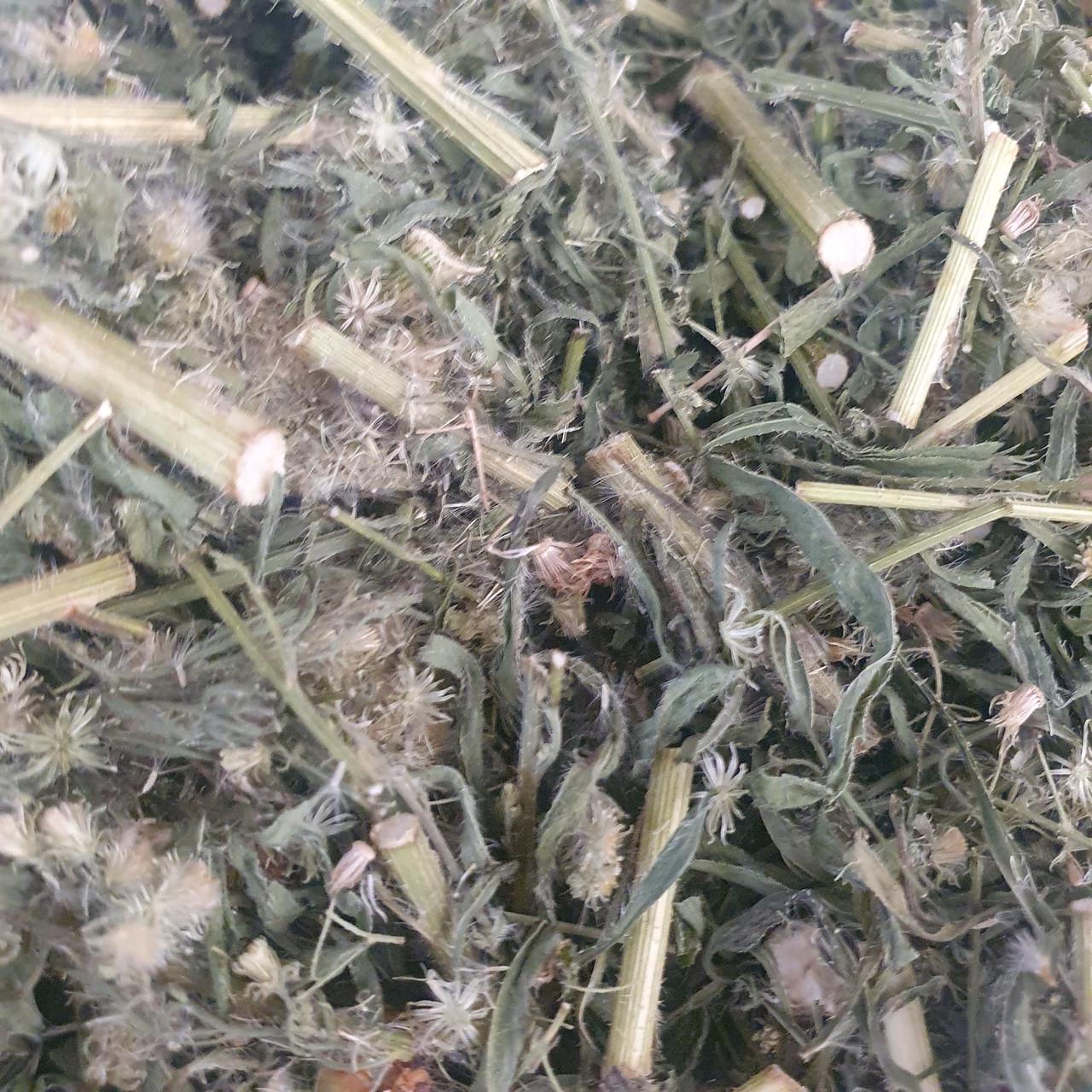 Лікарська сировина Злинка канадська/заткни гузно трава сушена 1 кг (1813567629)