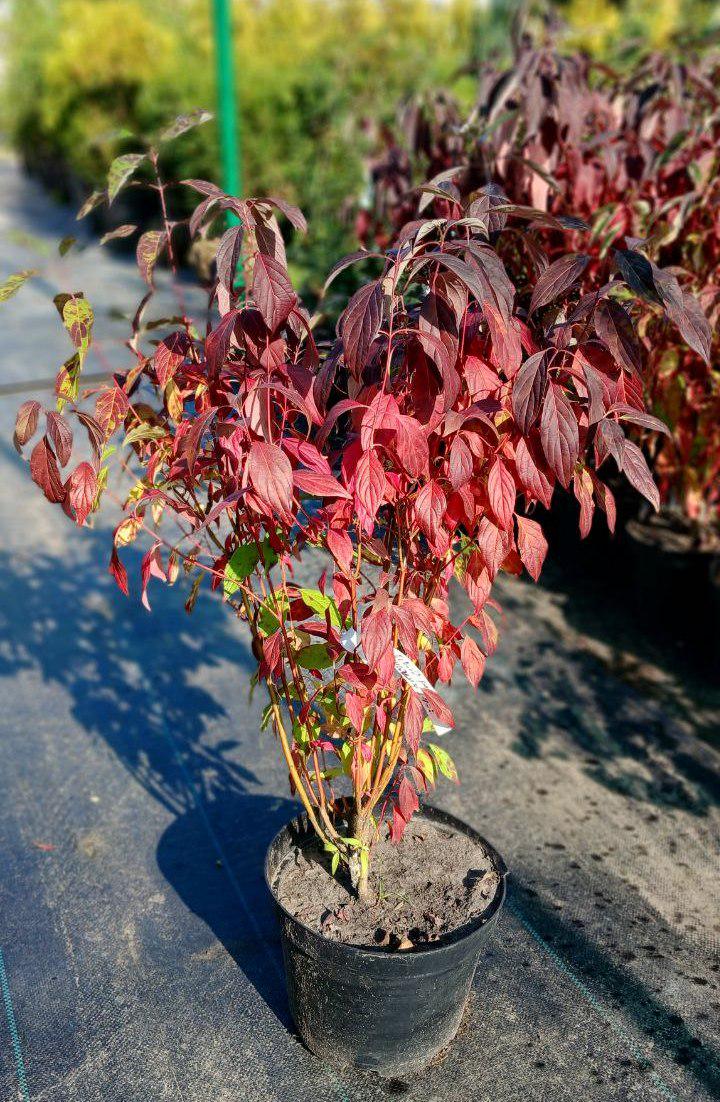 Дерен білий Регнзам Ред Гноум (19097110)