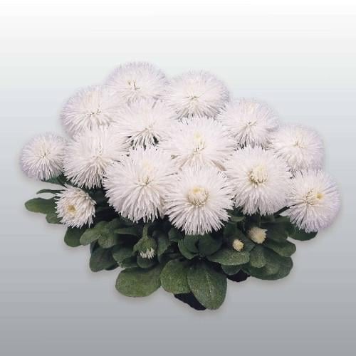 Семена цветов Маргаритка Habanera White Benary 100 шт. (BN02926-3)