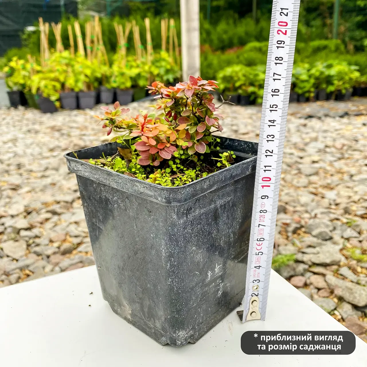 Саженец барбариса Тунберга Admiration С1 (1920843824) - фото 5 Саженец барбариса Тунберга Admiration С1 (1920843824) - фото 5