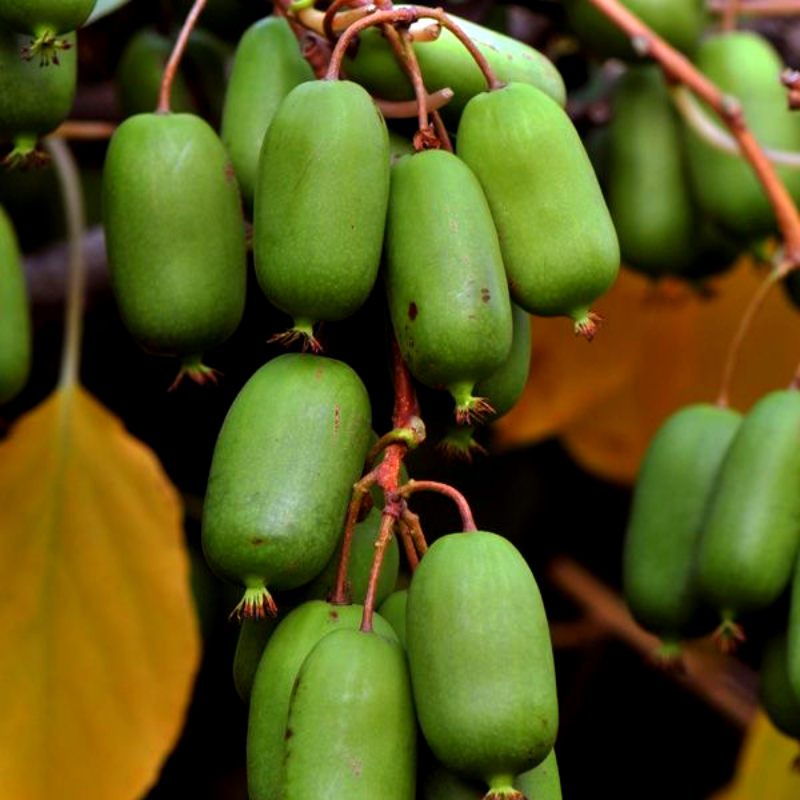 Саженец актинидии Jumbo женский сорт морозостойкая Р9 (741752375) - фото 2