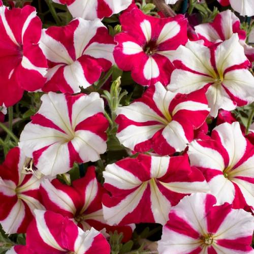 Семена Петуния грандифлора Tango F1 Rose Star ТД Гекса-Украина 02-01-320 500 шт. (IR003350)